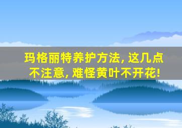 玛格丽特养护方法, 这几点不注意, 难怪黄叶不开花!